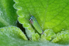 Versigonalia vermiculata