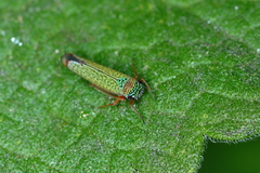 Versigonalia vermiculata