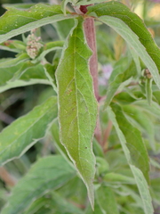 Eupatorium cannabinum
