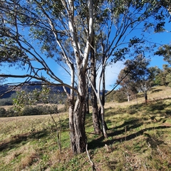 Eucalyptus blakelyi