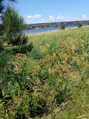 Cicuta maculata maculata