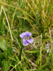 Gentianopsis holopetala