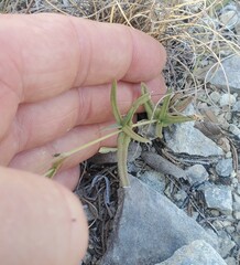 Boerhavia linearifolia