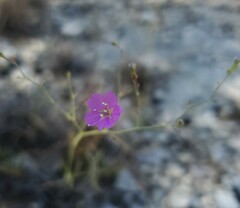 Boerhavia linearifolia