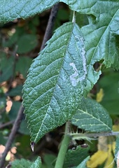 Stigmella rosaefoliella