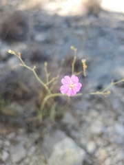 Boerhavia linearifolia