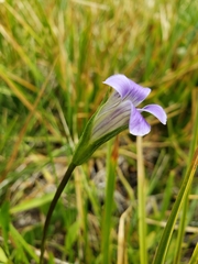 Gentianopsis holopetala