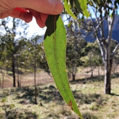 Eucalyptus blakelyi