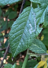Stigmella rosaefoliella