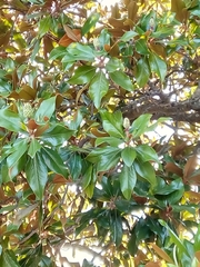 Magnolia grandiflora