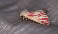 Lythrodes radiatus