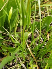 Gentianopsis holopetala