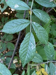 Stigmella rosaefoliella