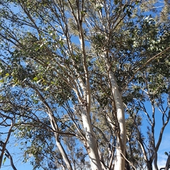 Eucalyptus blakelyi