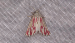 Lythrodes radiatus