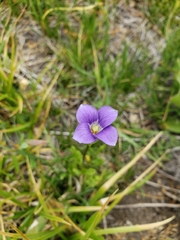 Gentianopsis holopetala