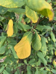 Dirca occidentalis