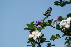 Methona themisto