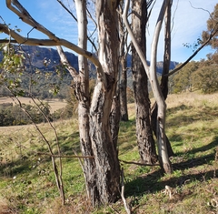 Eucalyptus blakelyi