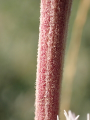 Eupatorium cannabinum