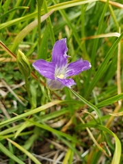 Gentianopsis holopetala