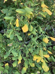 Dirca occidentalis