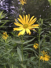 Silphium integrifolium
