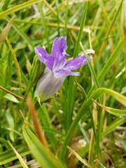 Gentianopsis holopetala