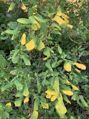 Dirca occidentalis