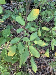 Dirca occidentalis