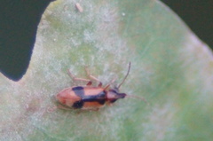Notoxus monoceros