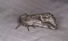 Ursia noctuiformis