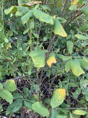 Dirca occidentalis