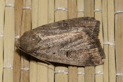 Athetis furvula