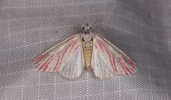 Lythrodes radiatus