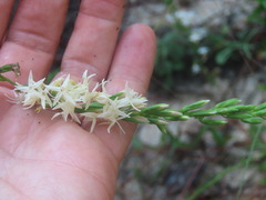 Liatris secunda