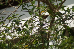 Troglodytes aedon