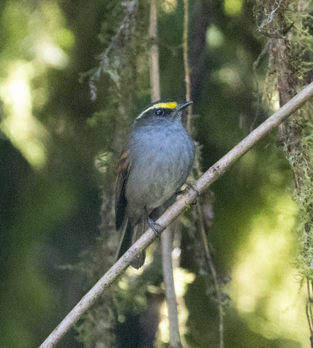 Golden-browed Chat-Tyrant (Silvicultrix pulchella), photo 2