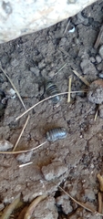 Armadillidium vulgare