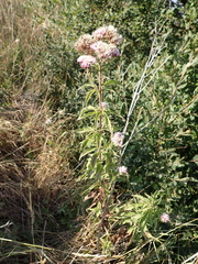 Eupatorium cannabinum