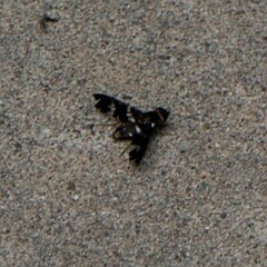 Exoprosopa dorcadion