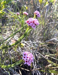 Sonderothamnus speciosus