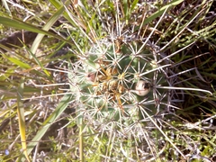 Coryphantha clavata stipitata