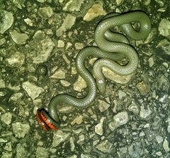 Diadophis punctatus regalis