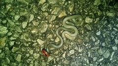 Diadophis punctatus regalis