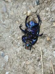 Geotrupes ibericus
