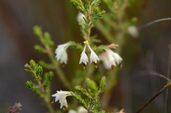 Erica penicilliformis