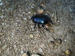 Geotrupes ibericus