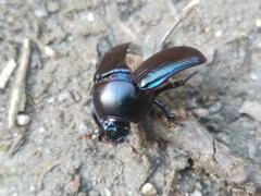 Geotrupes ibericus