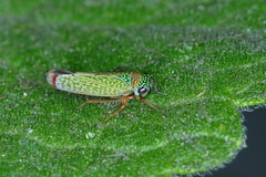 Versigonalia vermiculata